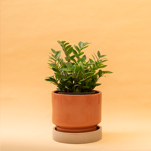 Pot Soothing Rains Medium