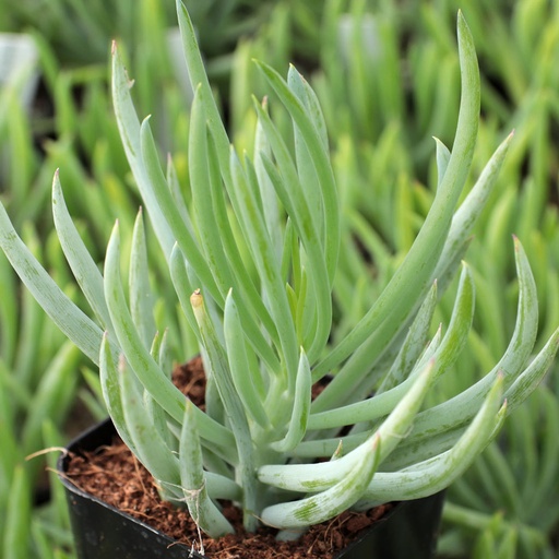Bush Blue pickle, Senecio vitalis