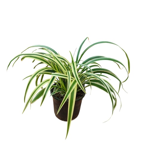 [PLFP CHLM PT 0010 785ml] Spider plant, Chlorophytum luxum lemon lime
