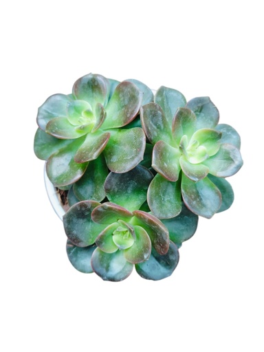 [PLSL ECME PT 0008 326ml] Echeveria melaco