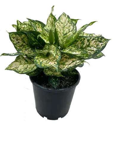 Aglaonema eileen