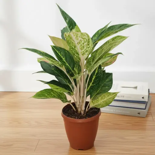Aglaonema Golden Papaya