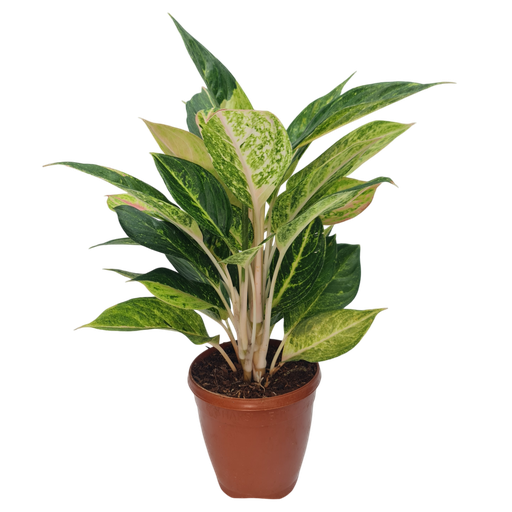 Aglaonema Golden Papaya