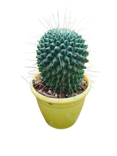 [PLCC MMBU PT 0008  326ml] Mammillaria bucareliensis