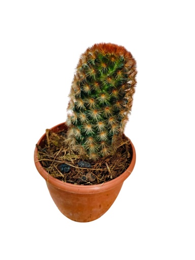 [PLCC MMCR PT 0008  326ml] Mammillaria carmenae rubrispina