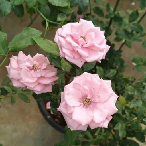 Rose 'Gene Boerner' 
