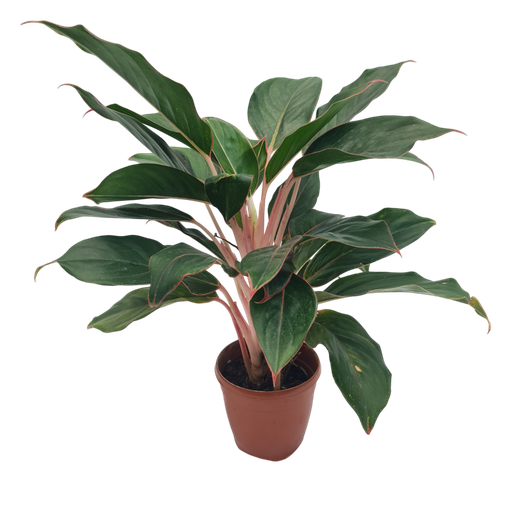 [PLFP AGSP PT 0013 1.6L H023] Aglaonema Sapphire