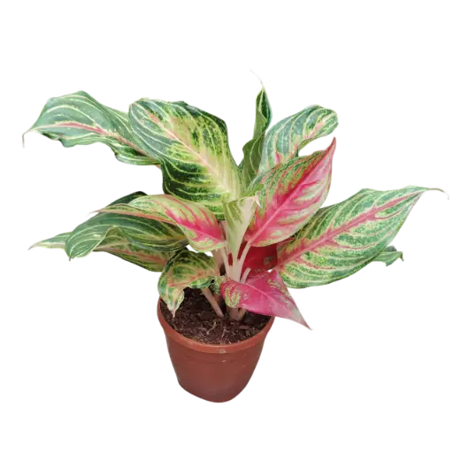 [PLFP AGPN PT 0013 1.6L H023] Aglaonema Panama