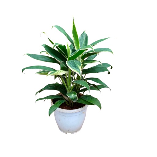 Cordyline fruticosa Conga 