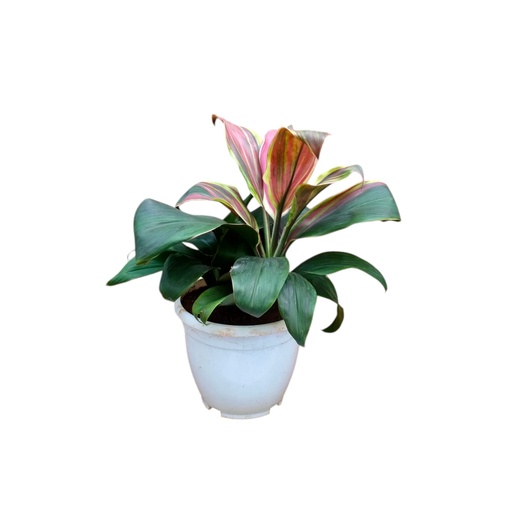 Cordyline fruticosa Exotica