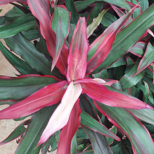 Cordyline fruticosa Red Sister