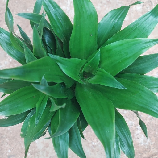 [PLFP DRCO PT 0015 2.2L H015] Dracaena fragrans ‘Compacta’