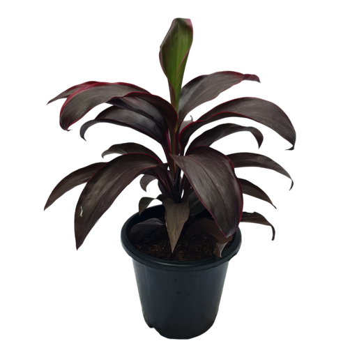 Cordyline fruticosa Ruby Red 