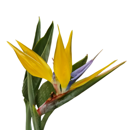 [PLFP STMG PT 0030 17.6L H030] Yellow Bird of Paradise, Strelitzia reginae 'Mandela's Gold'