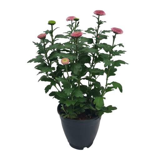 Shevanti Fireball Pink, Chrysanthemum Pompon 