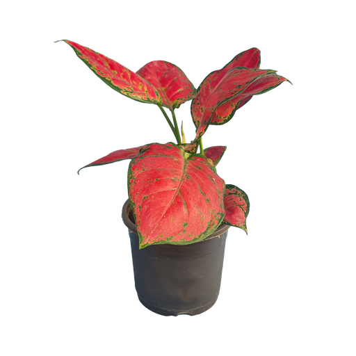 [PLFP AGSP PT 0013 1.6L H0015] Aglaonema Super Red