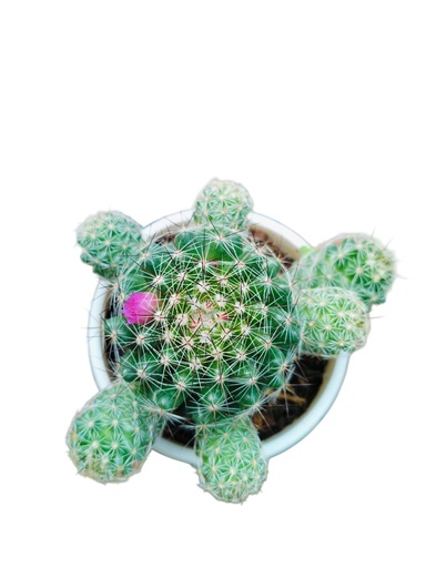 [PLCC  MMSP PT 0008  326ml] Mammillaria spinosissima