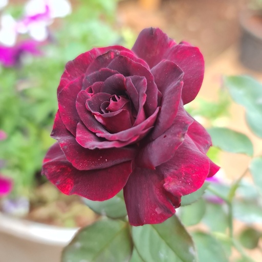 Rose 'Black lady' 