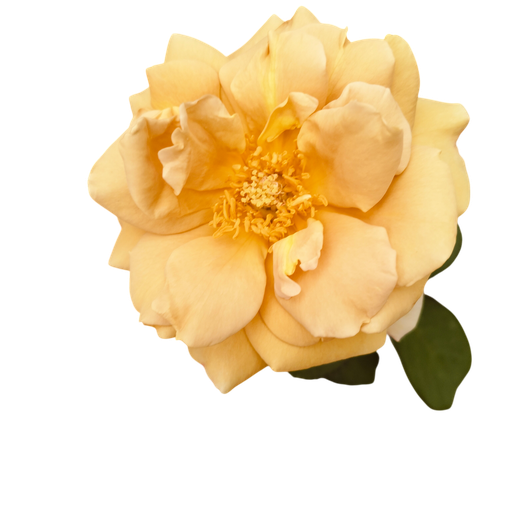 Rose 'Honey Dijon'
