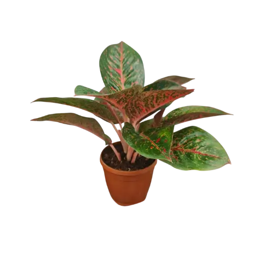 Aglaonema Red Stardust