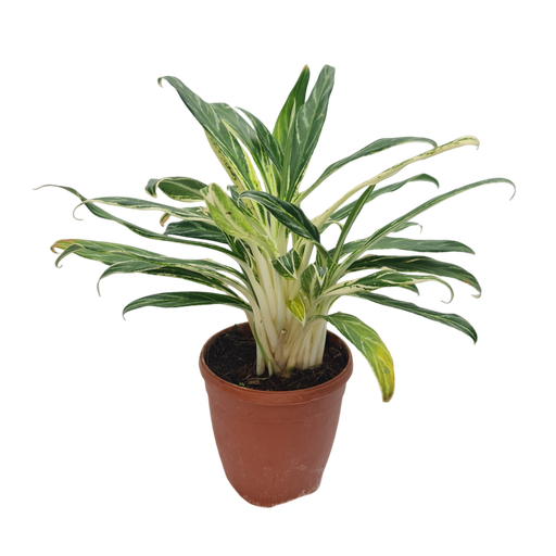 [PLFP AGBB PT 0013 1.6L H023] Aglaonema Bamboo