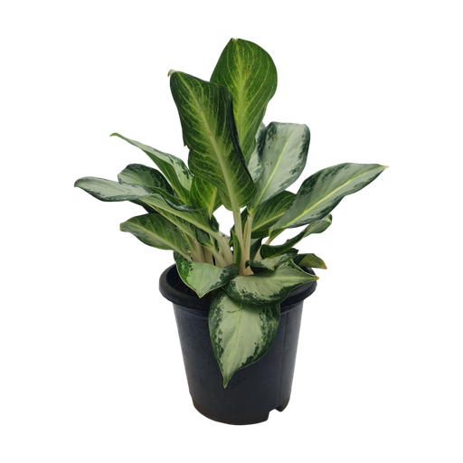 [PLFP AGSB PT 0021 6.5L H090] Aglaonema Silver Bay