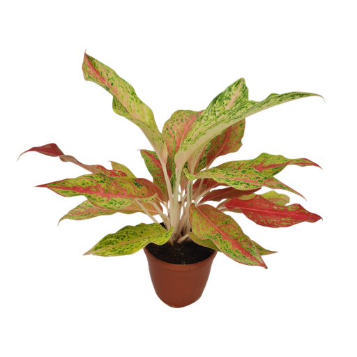 Aglaonema Firework