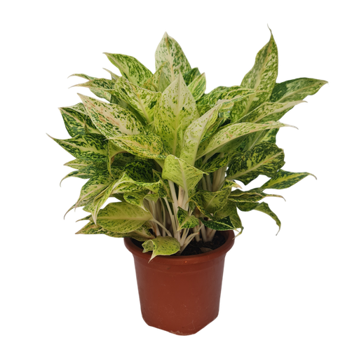 Aglaonema permaisuri