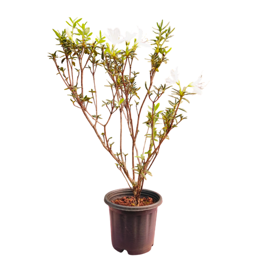 White, Azelea hybrid 