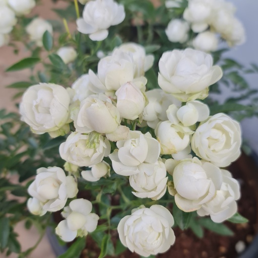 Rose 'Sne Princess'