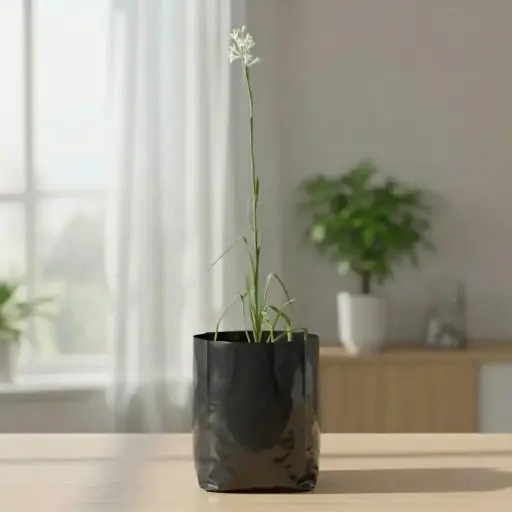 [PLHS POTU BG 0507 760ml] Nishigandha, Polianthes tuberosa