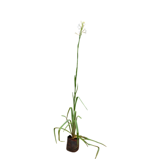 [PLHS POTU BG 0507 760ml] Nishigandha, Polianthes tuberosa