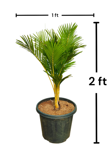 [PLPM DYLD PT 0030 17.6L H060] Areca palm, Dypsis lutescens Dwarf