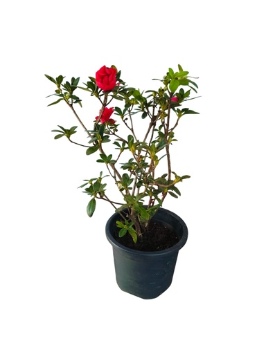 [PLWS AZRH PT 0019 4.8L H030] Azelea hybrid Red