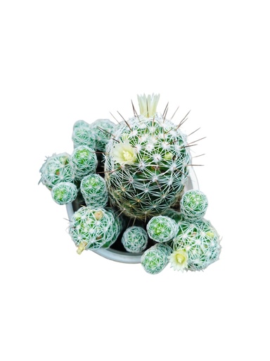 [PLCC  MMGF PT 0008  326ml] Mammillaria Gracilis fragilis