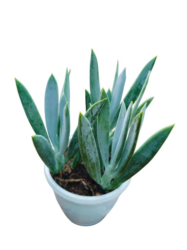 [PLSL SEFME PT 0008  326ml] Senecio ficoides 'Mount Everest' 