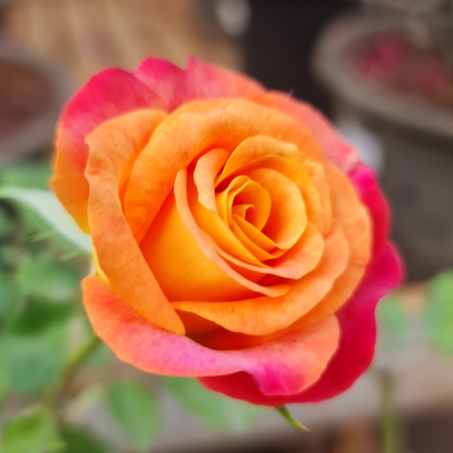 Rose "Rangoli" 