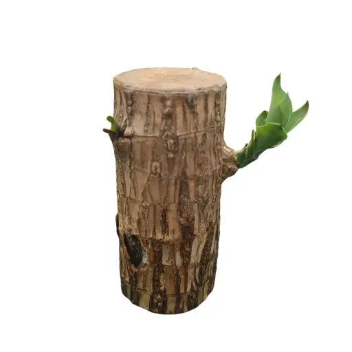 Lucky Brazilian Wood, Dracaena fragrans species