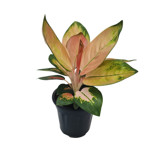 [PLFP AGPC PT 0013 1.6L H023] Aglaonema Peach Cochin