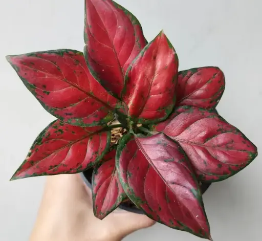 [PLFP AGBM PT 0013 1.6L H023] Aglaonema Black Maroon