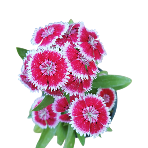 [PLAN DICH PT 0013 1.6L] Rainbow pink, Dianthus chinensis 