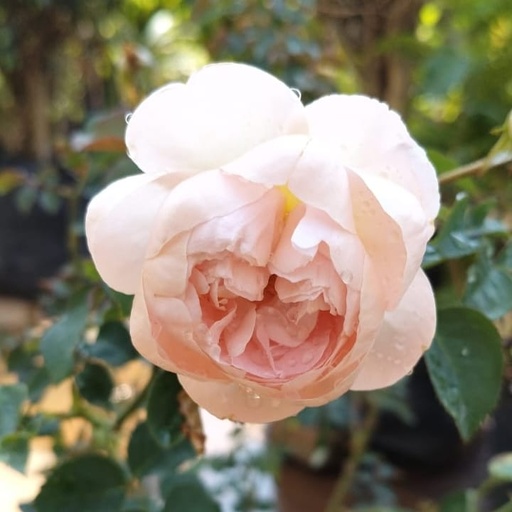 [PLRO RODA PT 0021 6.5L H030] Rose "David Austin"  