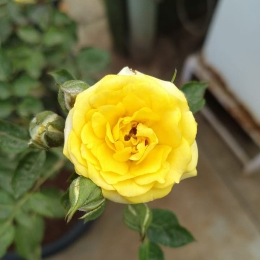[PLRO ROMY PT 0035 25L H060] Rose miniture yellow