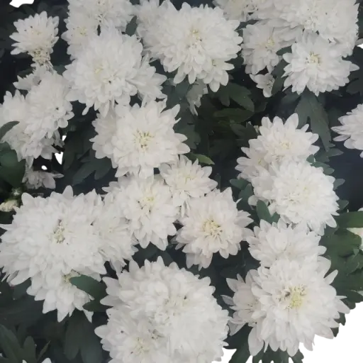 Shevanti White, Chrysanthemum morifolium  