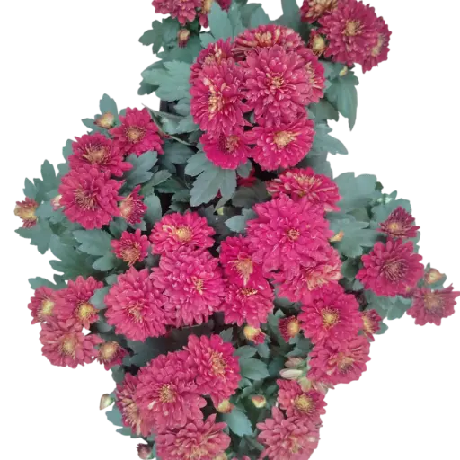 [PLAN CHMO PT 0013 1.6L H015] Shevanti Dark Red, Chrysanthemum morifolium  