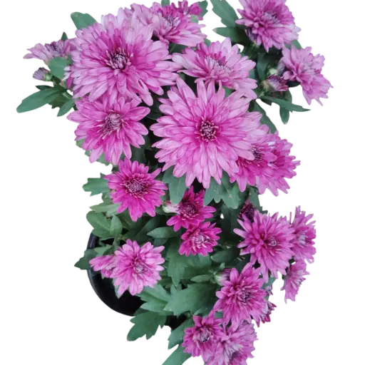 Shevanti Purple, Chrysanthemum morifolium  