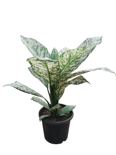 Dieffenbachia maculata white etna