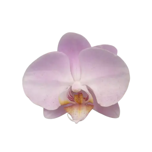 [PLOR PHOB PT 0013 1.6L H030] Orchids Burgundy, Phalaenopsis hybrids  