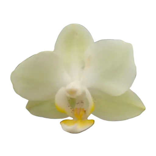 [PLOR PHHY PT 0013 1.6L H030] Orchids Heat Wave, Phalaenopsis hybrids   