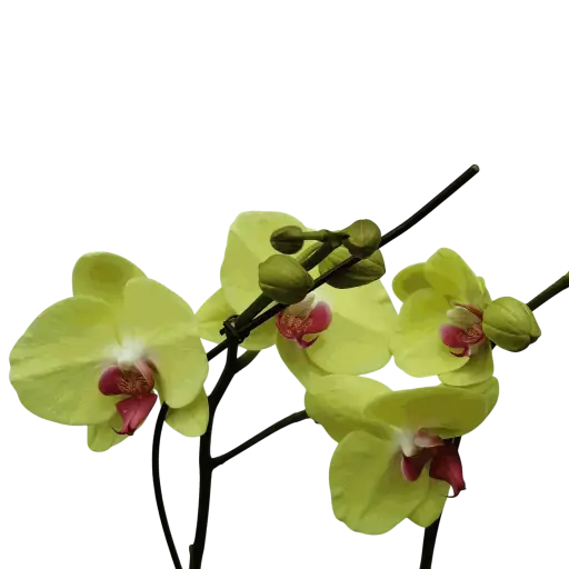 [PLOR PHHY PT 0013 1.6L H030] Orchids Heat Wave, Phalaenopsis hybrids   